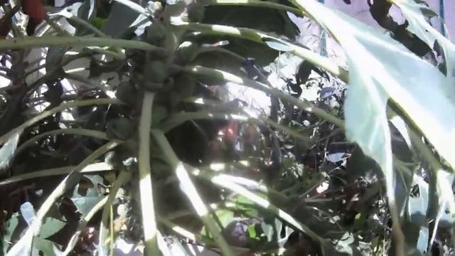 Выращивание капусты на северо-западе смотреть онлайн