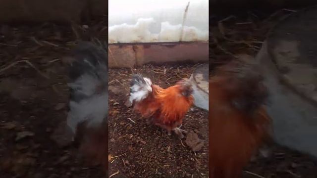 Петушок китайский шелковый смотреть онлайн