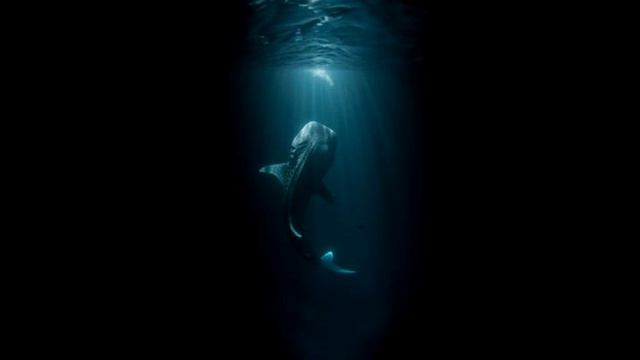 See These 15 Dangerous Pictures Before Going For Swimming смотреть онлайн