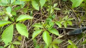 ДИКИЙ ВИНОГРАД.(Девичий).Как растет и как размножать черенками.Красивая живая изгородь