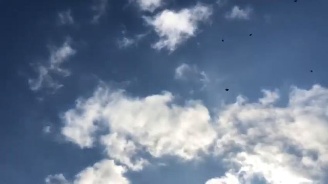 Николаевские голуби г.Саки. В гостях у паши 2019, первый полёт смотреть онлайн