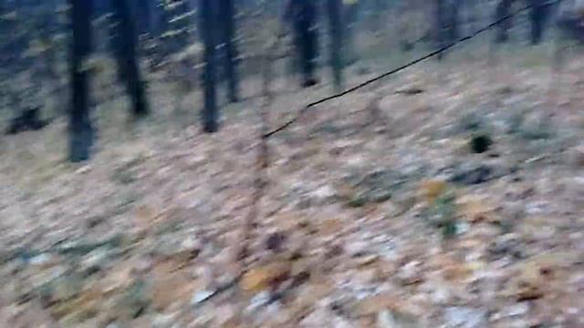 Как выйти из леса, если заблудился? смотреть онлайн