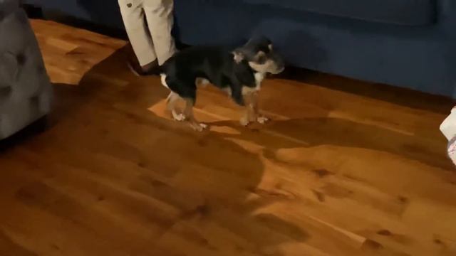 Doberman VS Chihuahua ( Big Dog Fighting Small Dog ) смотреть онлайн