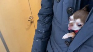 ИЗ МОСКВЫ В ПИТЕР НА САПСАНЕ С СОБАКОЙ! Правила перевозки и личный опыт!