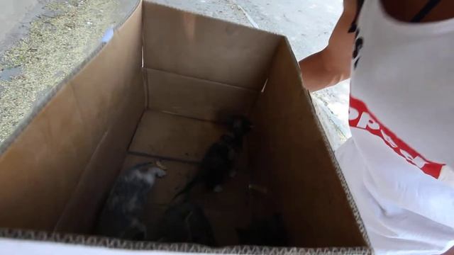 Как успокоить котят в коробке / How to calm kittens in a box ) смотреть онлайн