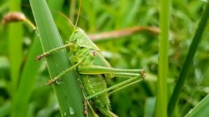 Кузнечик - интересные факты