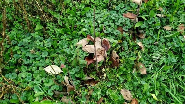 Саджанці хурми, Закарпаття, с.В. БАКТА. ВЖЕ НЕМАЄ САДЖАНЦІВ. ЗВЕРТАЙТЕСЬ ОСІННЮ 2023 року!!! смотреть онлайн