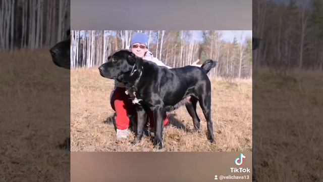 Среднеазиатская овчарка/САО/алабай Величава, Керет и Гранд с Крутояра смотреть онлайн