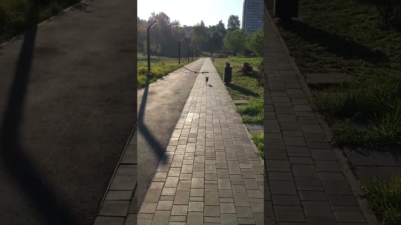 #dog #гуляюссобакой #собака #жизнь #любовьксебе смотреть онлайн