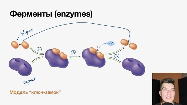 2.25. Ферменты | Цитология к ЕГЭ | Георгий Мишуровский смотреть онлайн