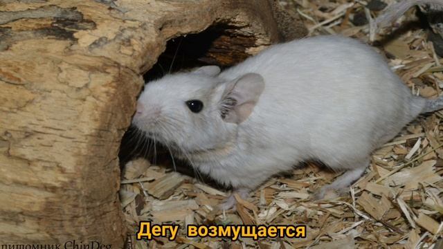 Звуки дегу, часть 2 смотреть онлайн