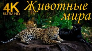 Животные мира 4K - Живописный фильм о дикой природе с успокаивающей музыкой