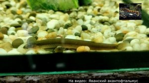 Идеальные и ужасные соседи по аквариуму для петушков