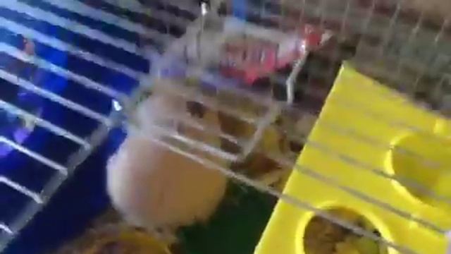 Хомячиха Элла 2 смотреть онлайн