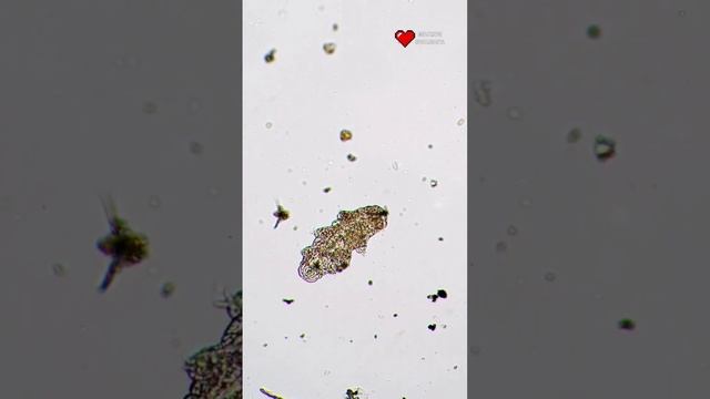 Как выглядят тихоходки? смотреть онлайн