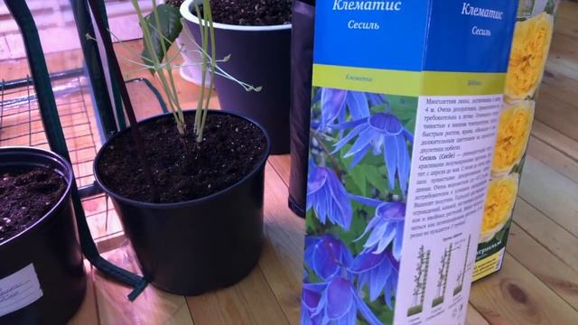 РОЗЫ. КЛЕМАТИСЫ. ПИОНЫ. ОРХИДЕИ. РАССАДА. ДОБРО ПОЖАЛОВАТЬ В МОЙ СЛАДКИЙ МИР ЦВЕТОВ. БОЛЬШОЙ ОБЗОР. смотреть онлайн