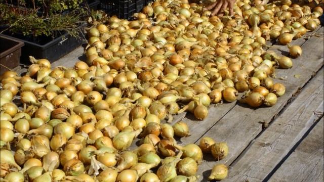 Лук Березовский Аристократ - самый крупный из шалотов! смотреть онлайн