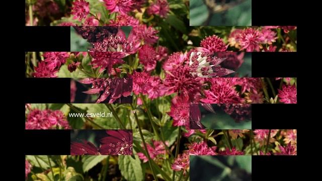 АСТРАНЦИЯ (ASTRANTIA) сем. Зонтичные смотреть онлайн