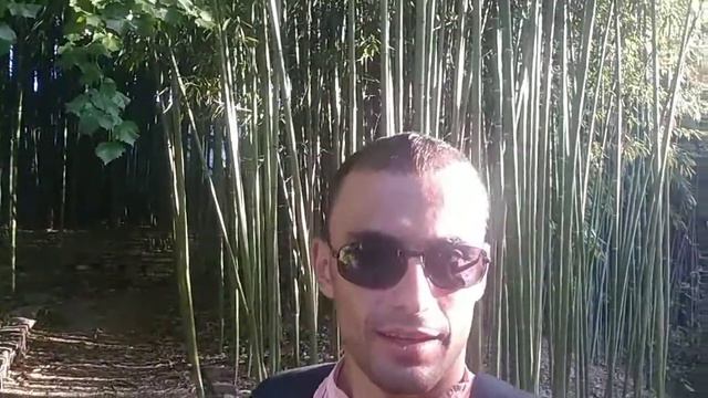 Бамбук и "бамбуки" в Дендрарии Сочи смотреть онлайн