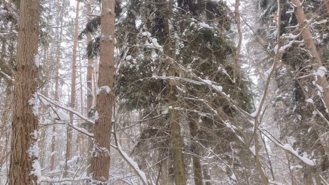 Развешивание искусственных гнездовий для птиц. Часть 1 Длиннохво́стая нея́сыть. смотреть онлайн