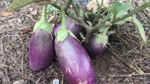 Баклажаны в Сибири: сорта, которые выращены в открытом грунте