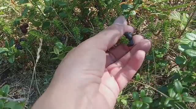 Отдых на берегу моря, шикша, брусника, шиповник смотреть онлайн