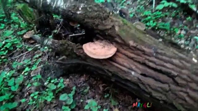 Красивые и необыкновенные грибы трутовики в лесу. смотреть онлайн