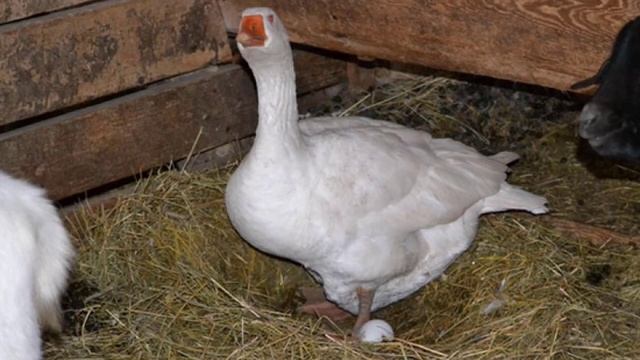 Когда начинают нестись гуси в домашних условиях смотреть онлайн