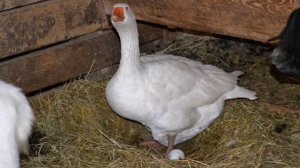 Когда начинают нестись гуси в домашних условиях