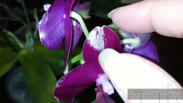 Предновогоднее цветение 2019. смотреть онлайн