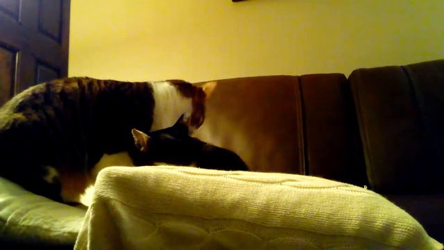 stand by me - chat et piano смотреть онлайн