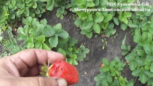 Земляника садовая клубника Дарселект 13 06 2023