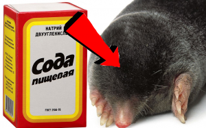 Как избавиться от Слепышей за 3 Секунды!