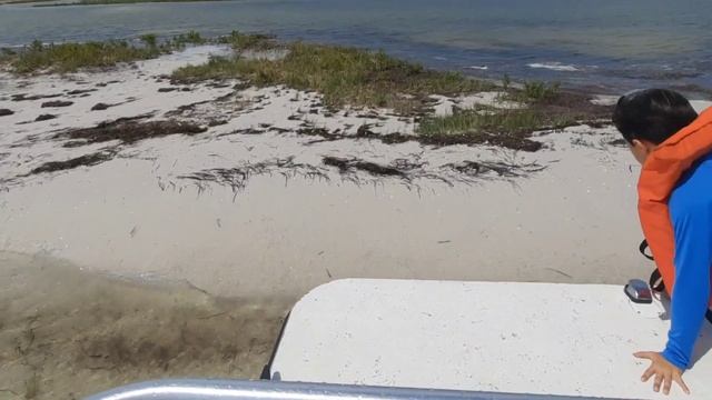 Флорида-райский рай! Прогулка на лодке на остров??.Дельфины нас окружили? июнь 2023 iRinaOk смотреть онлайн