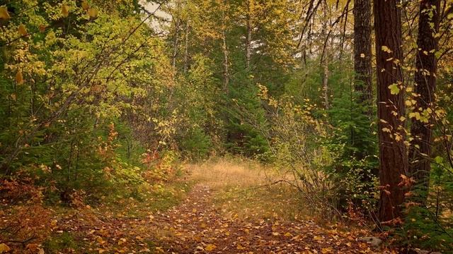 Classical Piano | Autumn Forest | Scenic Relaxation смотреть онлайн