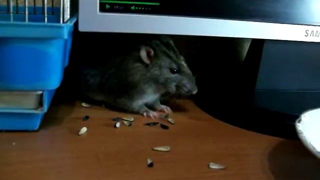 Крыса ест семечки )) смотреть онлайн