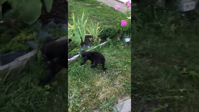 Чихуахуа мальчик чёрный дш «йог»))) смотреть онлайн