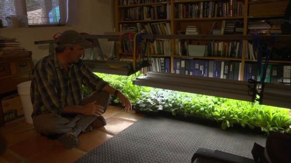 seedlings with living soil