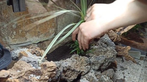 Tetra - 2 выпуск. Озеленение.