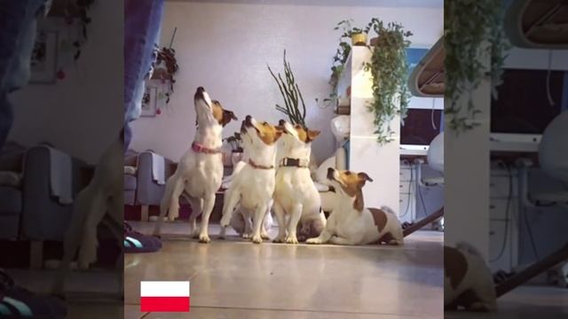 Crazy JACK RUSSELL TERRIER Family ?
