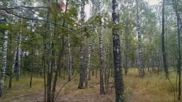 Символ России /Почему Березы белые?/ смотреть онлайн