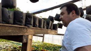 Как вырастить махровую петунию.