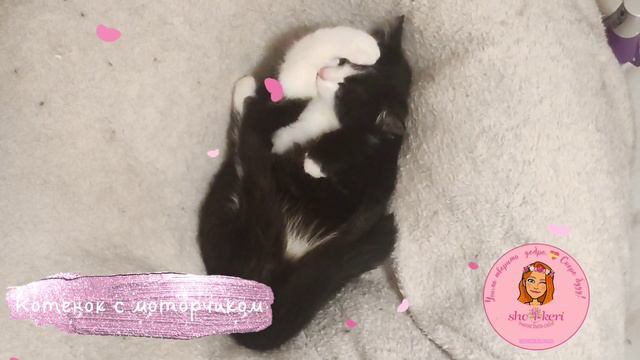 вот что значит котёнок с моторчиком😁 смотреть онлайн