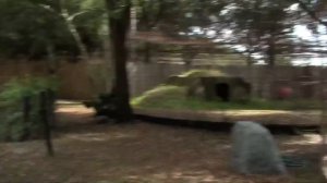 Lion Roar Scares Kid!