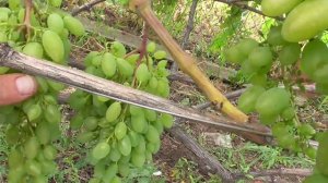 Сорт винограда "Тимур".