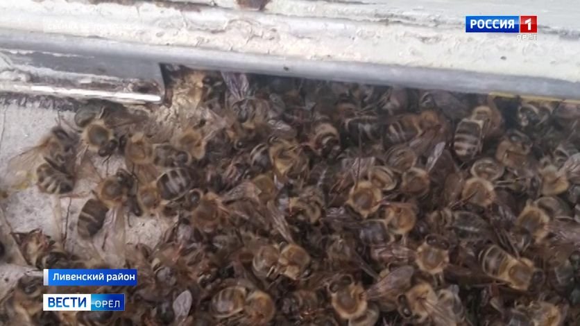 В Орловской области помогут ливенским пасечникам, потерявшим пчел смотреть онлайн