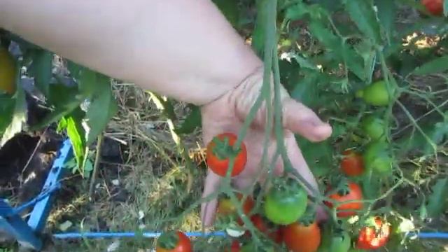 Томат #Легенда_Тарасенко смотреть онлайн