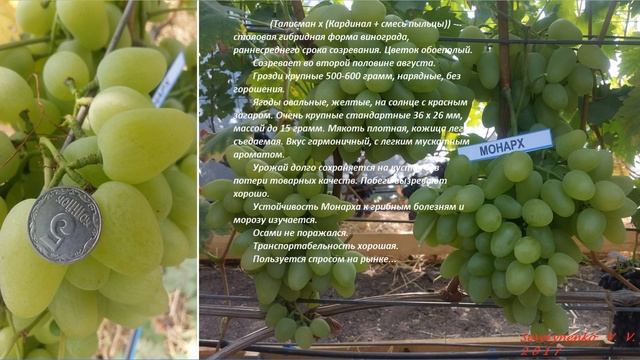 Виноград 2017 (часть 1) Севериненко Виктор Иванович смотреть онлайн