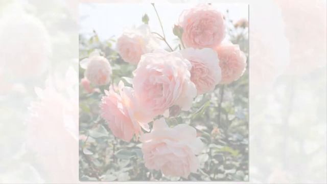William Morris Rose David Austin смотреть онлайн