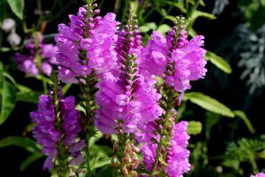 Физостегия (Physostegia) РЕЛАКС ТЕРАПИЯ ИМПРОВИЗАЦИЯ композитор Виктор Анохин #музыка #piano #цветы